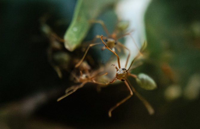 Antopia: The Architecture of Ants